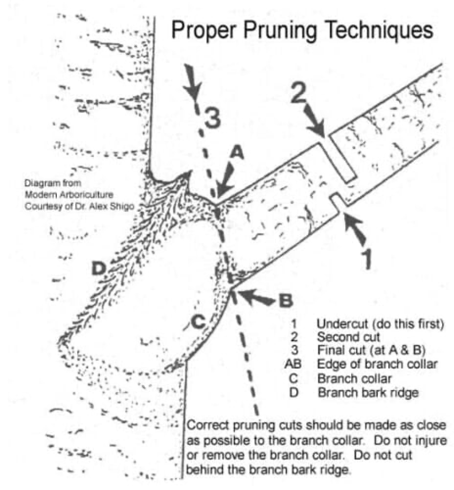 Proper pruning technique diagram showing undercut, second cut and final cut at the branch collar