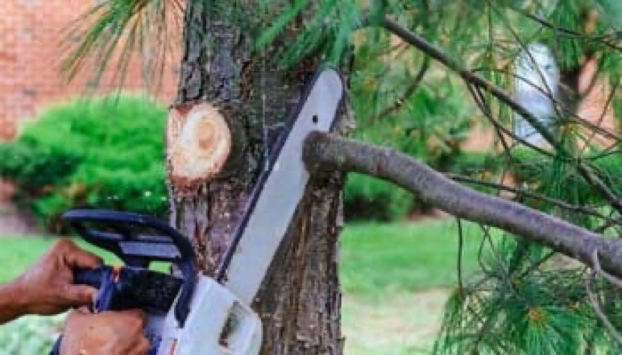 Pruning work on a mature tree